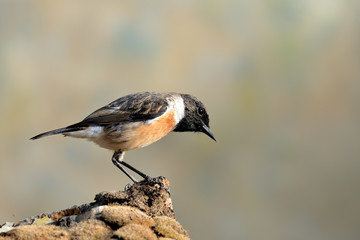  tarabilla europea posada en un tronco con musgo (Saxicola rubicola) Casares Andalucía España	