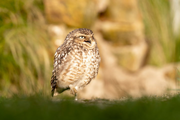 Athene Cunicularia