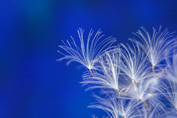 Parachutes of dandalion / dandelion seeds on a abstract blue background / Copy space for text / Macro