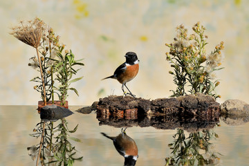 tarabilla con reflejo en una charca con plantas Common stonechat (Saxicola rubicola) Casares Andalucía España	
