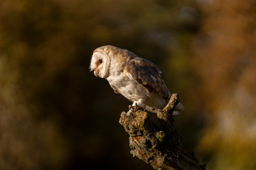 Tyto Alba