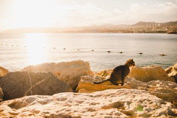 Cat sits on stones on red sea background in Eilat city. Eilat in December. Sunset on a beach.