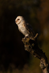 Tyto Alba