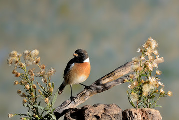 tarabilla  en una rama en el campo con flores y semilla   (Saxicola rubicola)  Casares Andalucía España	