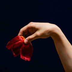 hand with red petals on dark blue background colourful