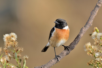 tarabilla macho en una rama con flores en el campo (Saxicola rubicola) Casares Andalucía España	