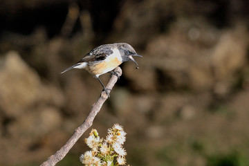 tarabilla europea macho cantando en una rama (Saxicola rubicola) Casares Andalucía España	
