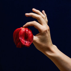 hand with red petals on dark blue background colourful