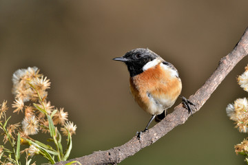 tarabilla macho posada en una rama  (Saxicola rubicola) Casares Andalucía España	