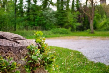 Tree trunk with plants on the left side