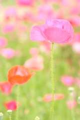 Obraz premium ポピー