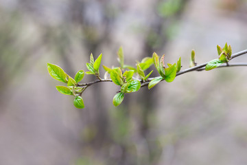 Branches. Green leaves. The first spring greens. Green foliage.
