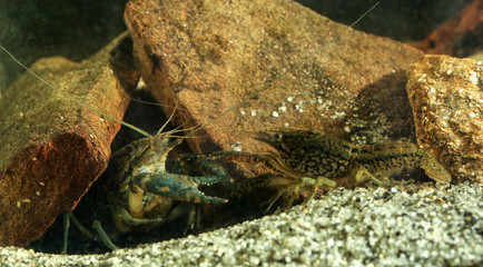 Two aquarium pet marbled crayfish is fighting