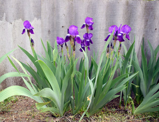 Garden blooming beautiful flowers of purple irises.