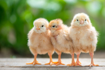 Group of funny baby chicks on the farm © tutye