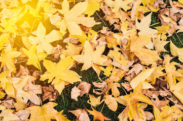 A bunch of dead leaves lay on the grass with sunshine - Background - Pattern - Lovely Nature