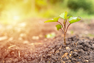 Small tree on fertile soil with sunlight in nature. Young plant growing in the garden.