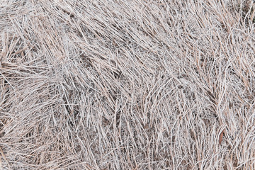 White dry straw surface. Reeds background and texture.