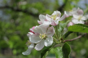 Obraz na płótnie Canvas apple tree blossom