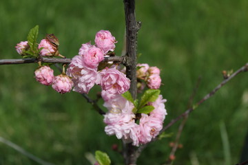 pink and white blossom of young sakura