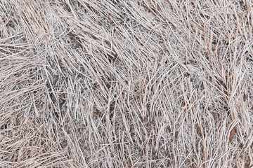 White dry straw surface. Reeds background and texture.