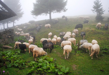 Carpathian sheep