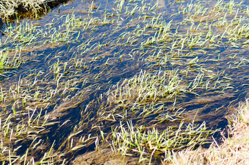 creek surface in april, plants in water