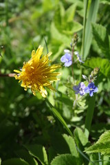 Taraxacum officinale. Medicinal dandelion. Common dandelion. Field Dandelion.