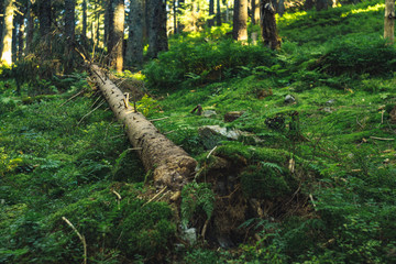 Fototapeta na wymiar soft focus forest scenic view felling of tree after strong wind with vivid dark green grass ground surface and unfocused natural environment