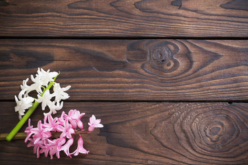 hyacinth flowers on dark wooden background