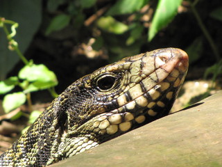 lizard on a branch