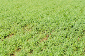 green field closeup, countryside background