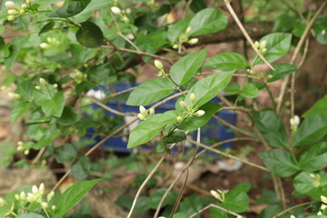small jasmine flower in the garden