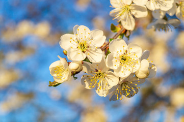 Flowers and buds in early spring on a cherry branch in the garden