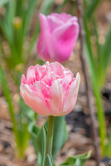 Pink blooming tulips in garden in spring