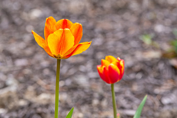 Orange, red and yellow tulip flowers in garden on spring day