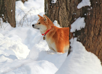portrait of a handsome dog among snow drifts