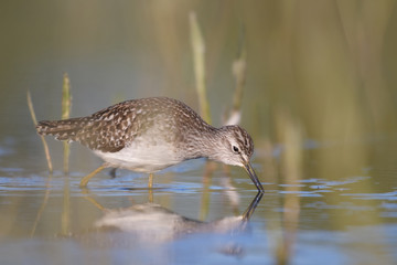 Wood sandpiper (Tringa glareola) in shallow water