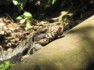 Lizard Zoological Sunbath in São Paulo, Brazil
