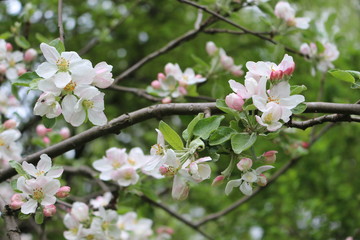 Delicate pink flowers bloomed on an apple tree in spring.