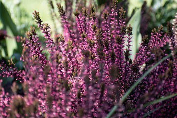 fleur en printemps au jardin