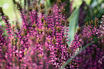 fleur en printemps au jardin