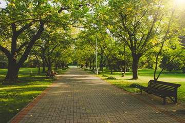 Beautiful public park on the sunshine. The shadow of the tree on a sunny day. Nature summer landscape. Selective focus and blurred background.