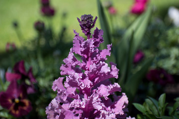 fleur en printemps au jardin