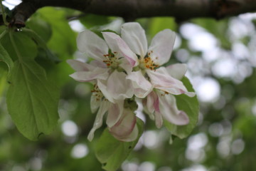 Delicate pink flowers bloomed on an apple tree in spring.