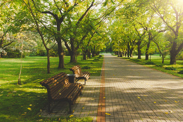 eautiful public park on the sunshine. The shadow of the tree on a sunny day. Nature summer landscape. Selective focus and blurred background.