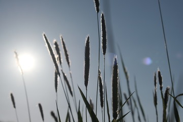 Gras in Sonnenlicht