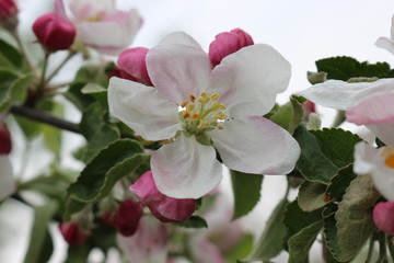 Obraz premium Delicate pink flowers bloomed on an apple tree in spring.