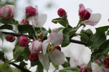 Delicate pink flowers bloomed on an apple tree in spring.