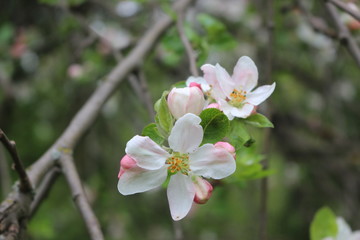 Delicate pink flowers bloomed on an apple tree in spring.